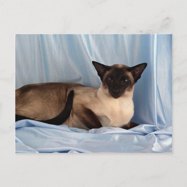 Siamese, sälpunkt vykort (Framsida)