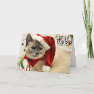 Siamese Santa för Greyfoot katträdding kort