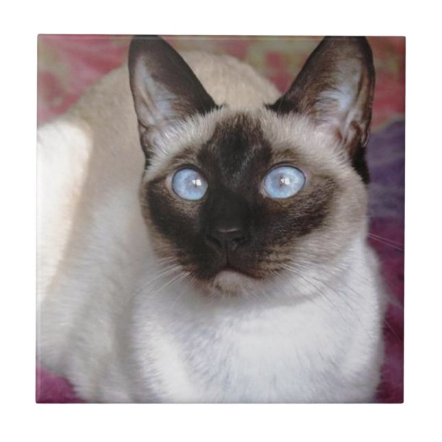SIAMESE SKÖNHET KAKELPLATTA (Framsidan)
