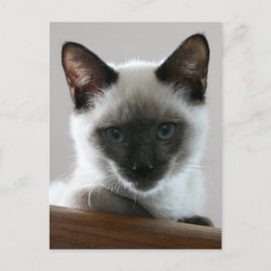 Siamese Stare Vykort