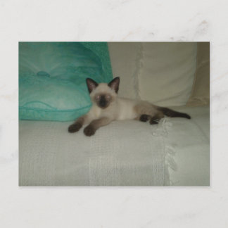 Siamese Vykort