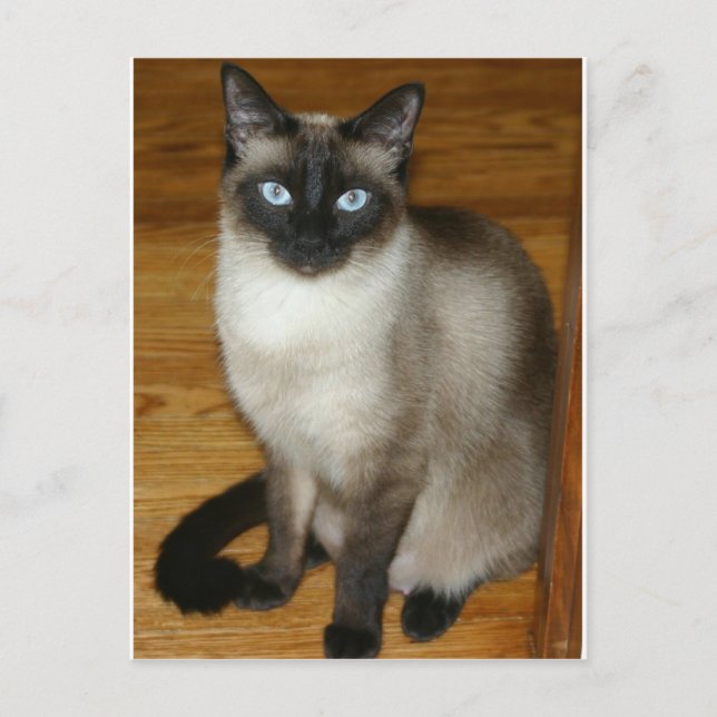 Siameser katt vykort (Framsida)