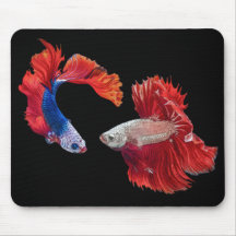 Siamesisk Fighting Fish