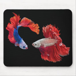 Siamesisk Fighting Fish Musmatta
