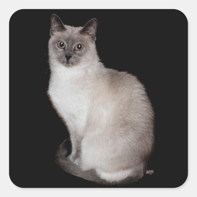 Siamesisk katt fyrkantigt klistermärke (Framsida)