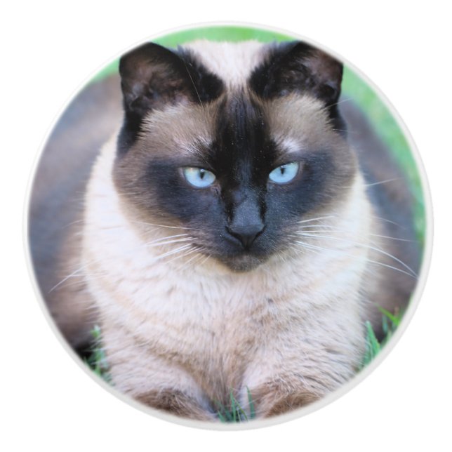 siamesisk katt knopp (Framsidan)