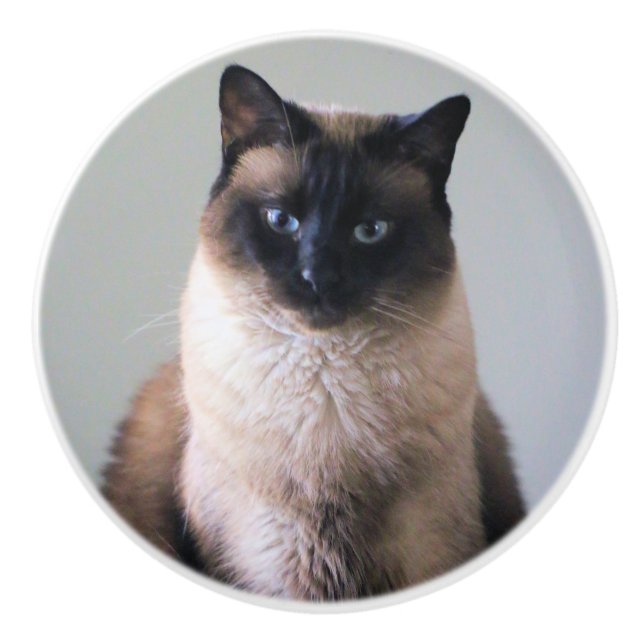 Siamesisk katt knopp (Framsidan)