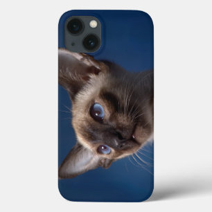 Siamesisk katt med blå Öga