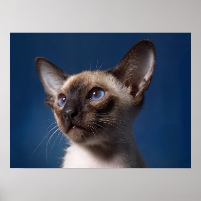Siamesisk katt med blå Öga Poster (Framsidan)