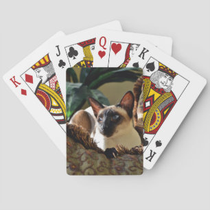 Siamesisk katt på komprippan casinokort