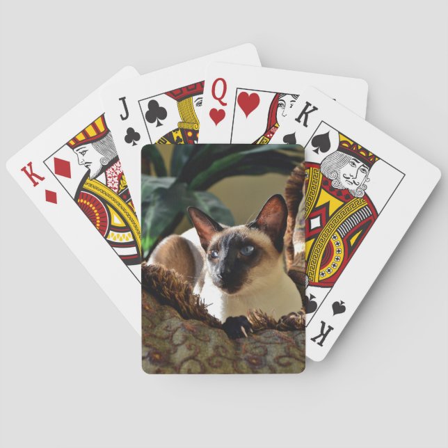 Siamesisk katt på komprippan casinokort (Baksidan)