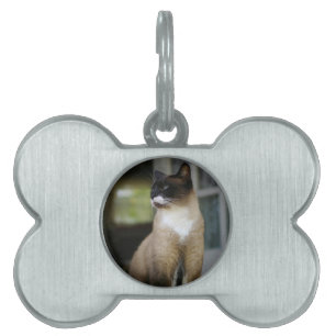 Siamesisk katt på porten ID-bricka husdjur