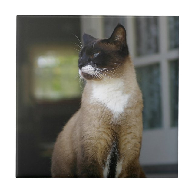 Siamesisk katt på porten kakelplatta (Framsidan)