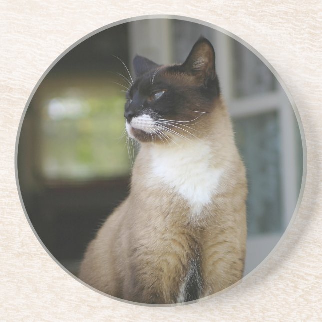 Siamesisk katt på porten underlägg sandsten (Framsidan)