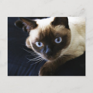 Siamesisk katt vykort
