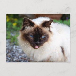 Siamesisk katt vykort