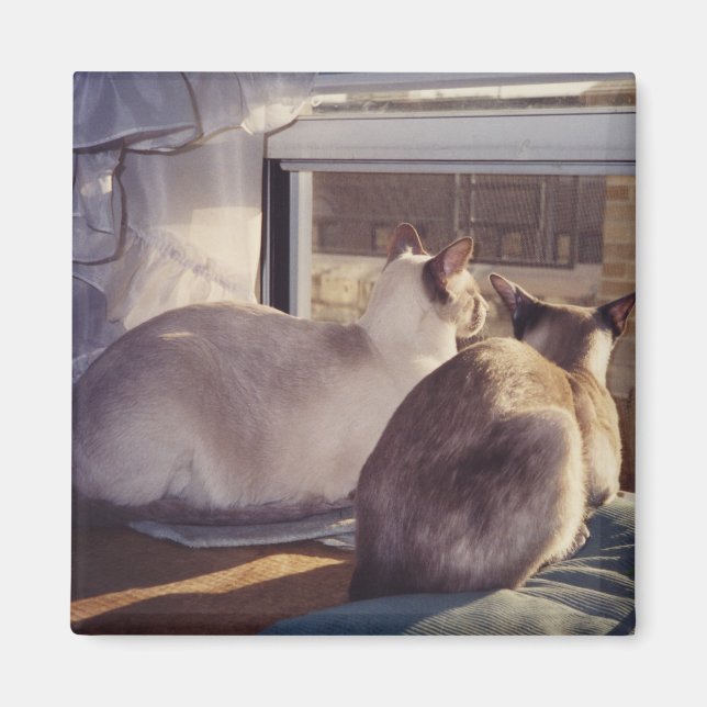 Siamesisk katter två i fönster (2) magnet (Framsidan)