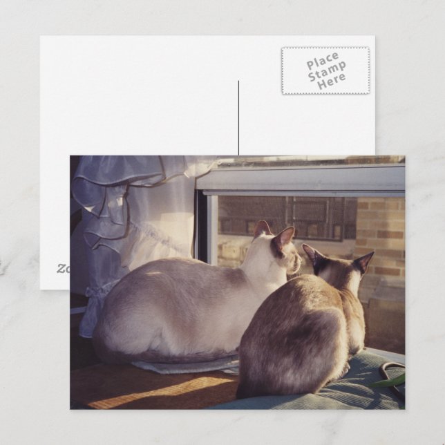 Siamesisk katter två i fönster (2) vykort (Fram/baksida)