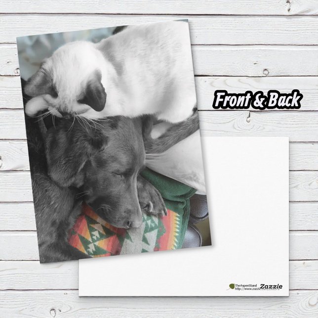 Siamesisk kattunge älskar att ligga på labradorens vykort (Cute Siamese kitten and chocolate Labrador Retriever postcard)