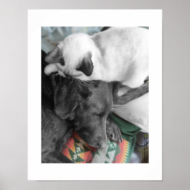 Siamesisk kattunge ligger kärleksfullt på labrador poster (Framsidan)