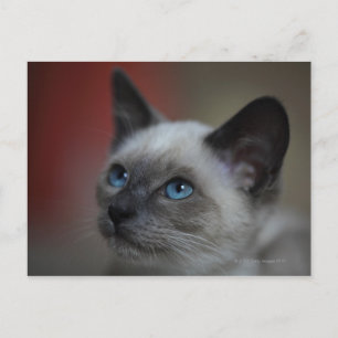 Siamesisk kattunge vykort