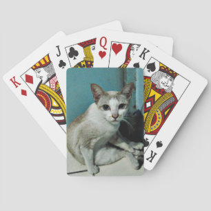 Siamesisk kattvän spel kort