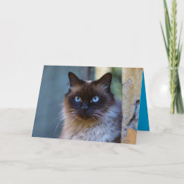 Siamesisk Kitty Katt Söt Anpassningsbar Kort