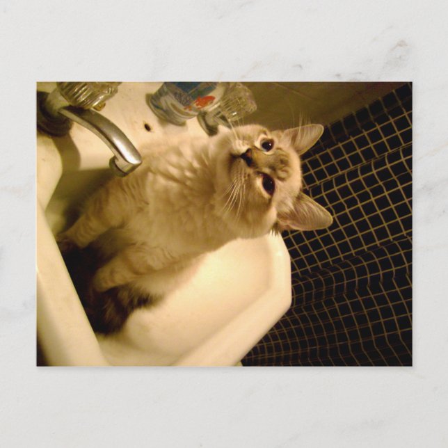 siamesisk mixkkatt vykort (Framsida)