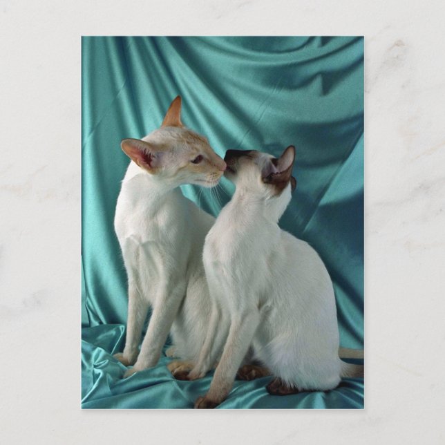 Siamesisk, röd punkt och sälpunkt vykort (Framsida)