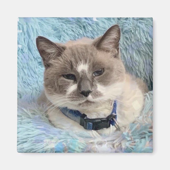 Siamesisk Snowshoe Katt Blå Ögon Maureen Girard Magnet (Framsidan)