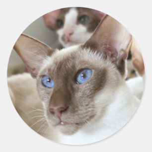 Siamesiska katter husdjur djur runt klistermärke