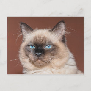 Siamesiskt vykort för katt
