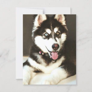 Siberian Baby Huskey Pet Hund Fotography Postcard Vykort