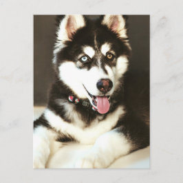 Siberian Baby Huskey Pet Hund Fotography Postcard Vykort