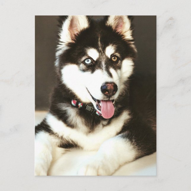 Siberian Baby Huskey Pet Hund Fotography Postcard Vykort (Framsida)