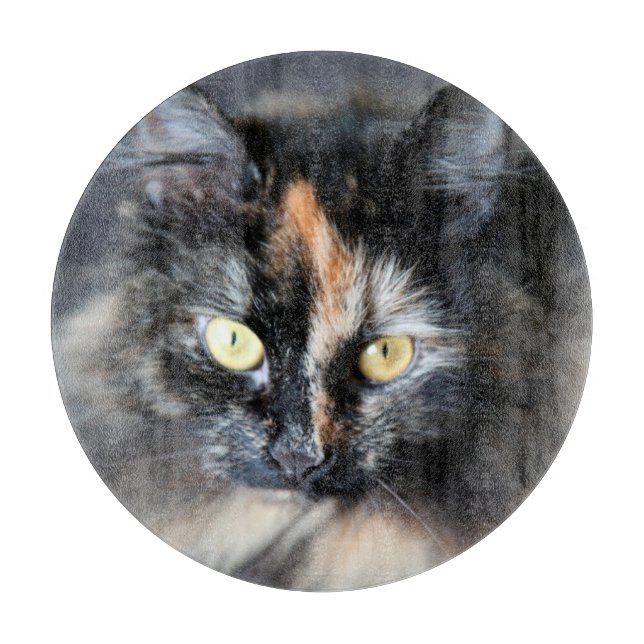 Siberian Cat (Framsidan)