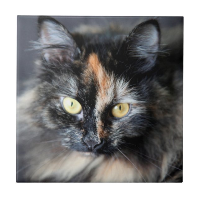Siberian Cat Kakelplatta (Framsidan)