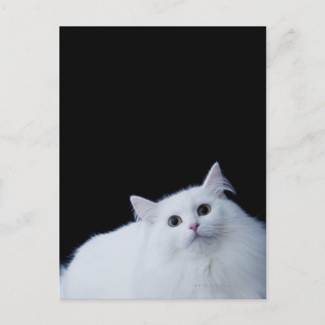 Siberian Cat Vykort (Framsida)