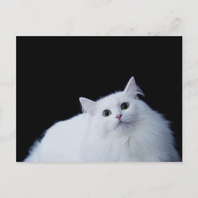 Siberian Cat Vykort (Framsida)