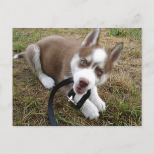 siberian husky (1) vykort