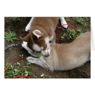 Siberian husky (3) hälsningskort