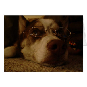 Siberian husky (5) hälsningskort