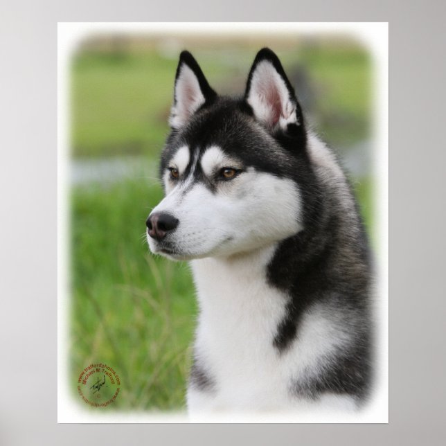 Siberian husky 9 Y570D-006 Poster (Framsidan)