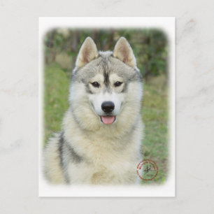 Siberian husky 9L69D-14 Vykort