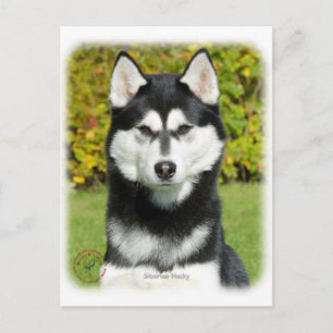 Siberian husky 9P046D-49 Vykort