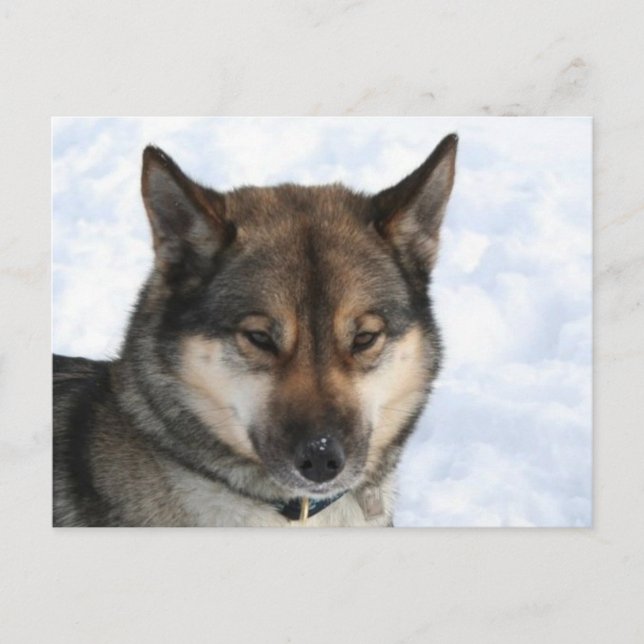 Siberian_Husky_agouti Vykort (Framsida)