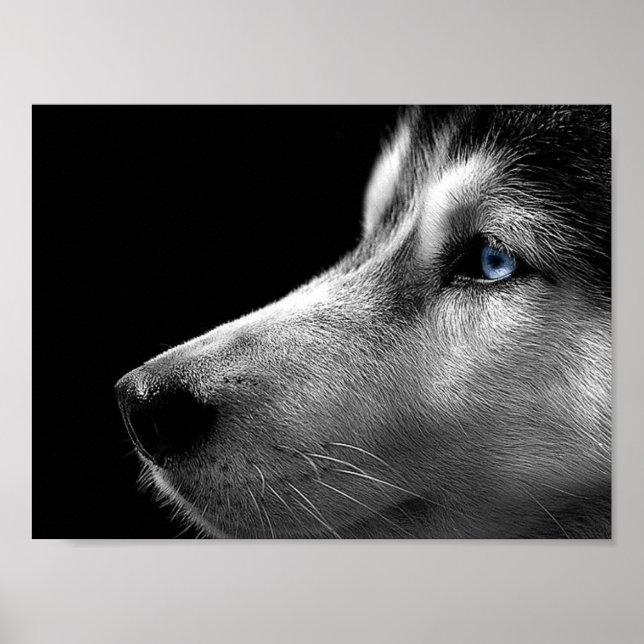 Siberian husky Ansikte Poster (Framsidan)