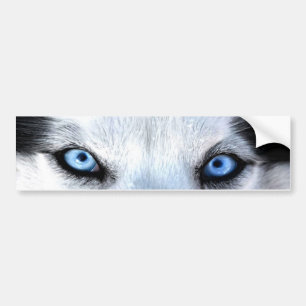 Siberian husky blå öga bildekal