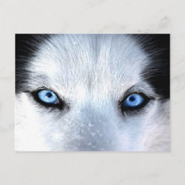 Siberian husky blå öga vykort