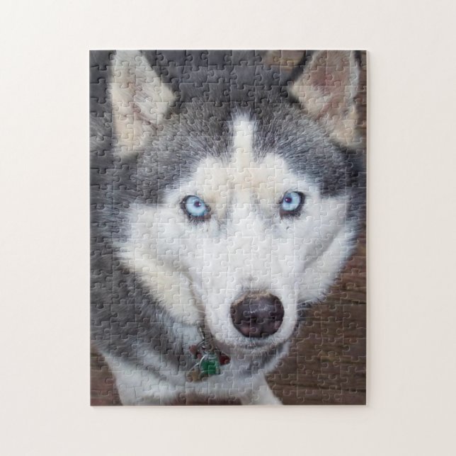 Siberian_Husky_blue-eyed.png Pussel (Vertikal)